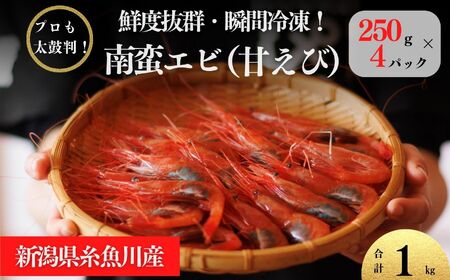 ［9月以降順次発送予定］南蛮エビ 日本海直送 鮮度抜群！糸魚川産『甘エビ』250g×4パック 際立つ甘さと鮮やかさ  甘くとろける格別の味 【プロも太鼓判！】伝兵水産【えび エビ 甘えび 南蛮エビ 】 