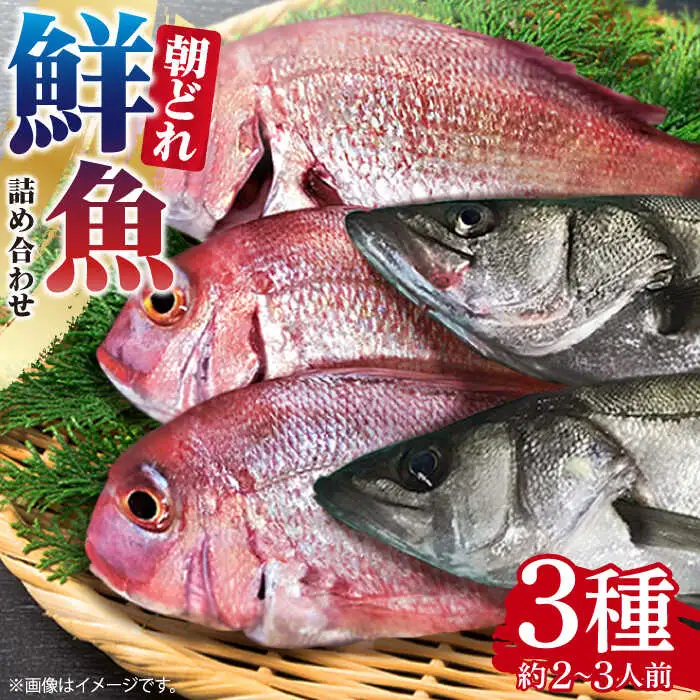 朝どれ 鮮魚 詰め合わせ 3種（2-3人前） 下処理 あり / アジ アラカブ タイ カワハギ など  魚 新鮮 セット 冷蔵 産地直送 下処理済み / 南島原市 / 美吉屋 [SDW003]