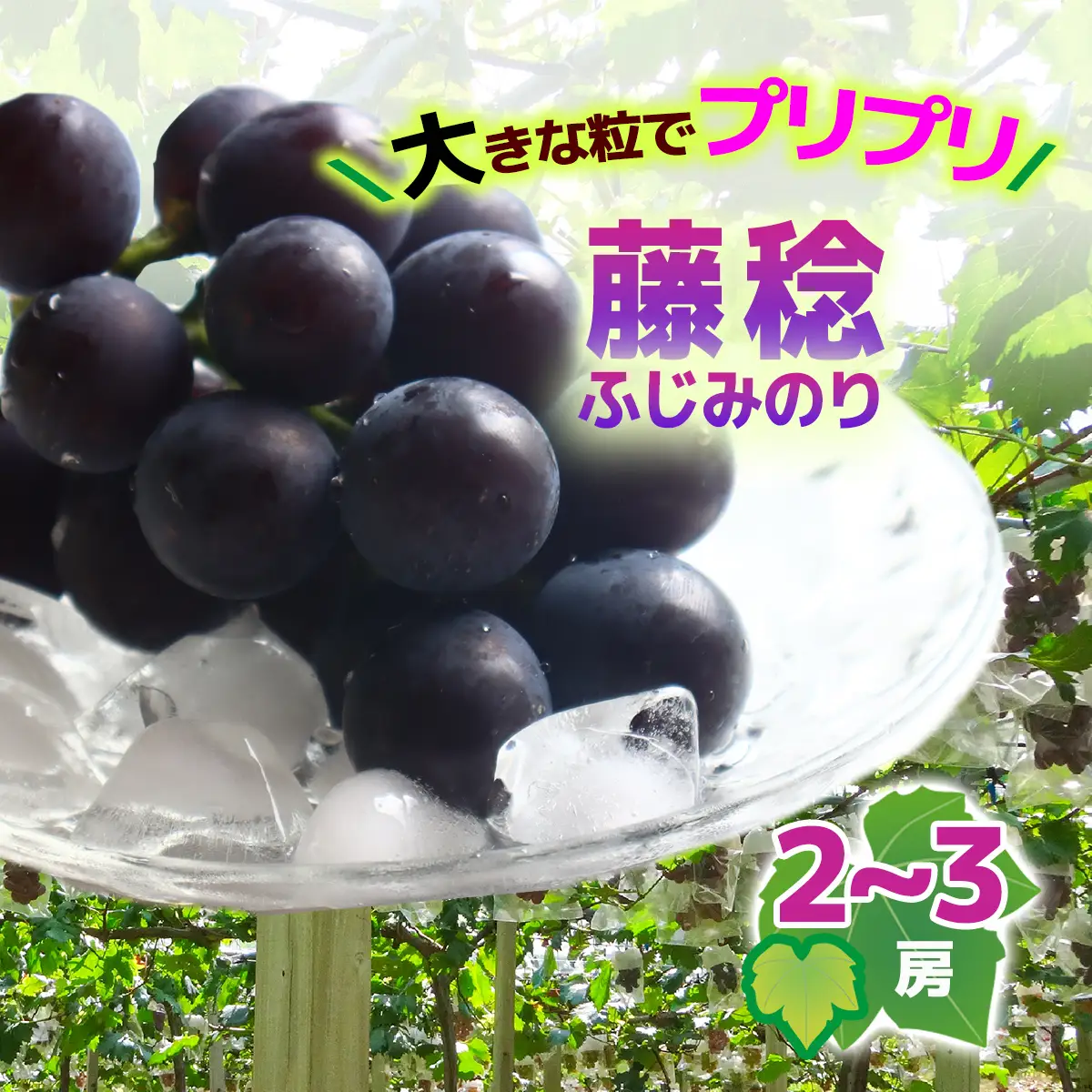 【2026年収穫】藤稔(ふじみのり）2～3房