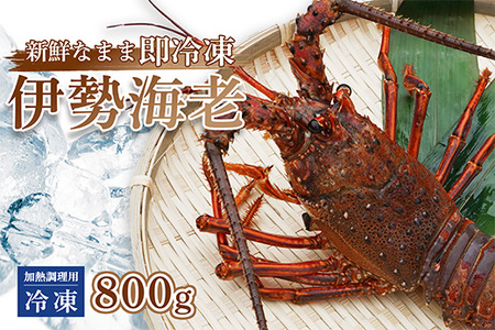 【 訳あり 】 伊勢海老 冷凍 800g いせえび 海老
