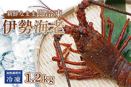 【 訳あり 】 伊勢海老 冷凍 1.2kg いせえび 海老