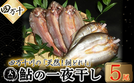 四万十川の天然鮎 大サイズ一夜干し（5枚セット） Esg-A26 あゆ アユ 魚 魚介 川魚 塩焼き 干物 ひもの 海鮮 鮎 鮎 鮎 鮎 鮎