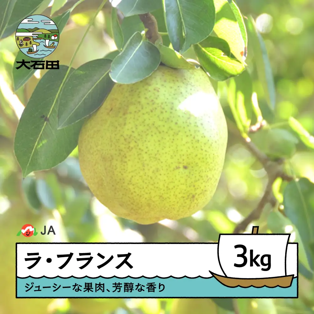 【先行予約】 ラ・フランス 洋梨 ラフランス 約3kg 2026年産 令和8年産 果物 フルーツ 果樹 ja-laxxx3 ※沖縄・離島への配送不可