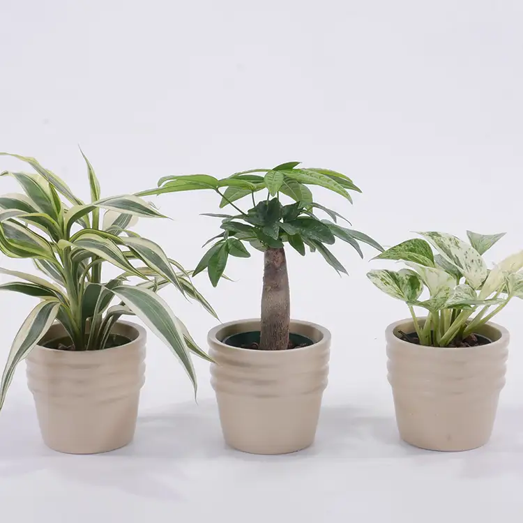 観葉植物 キュートショコラ 3個セット