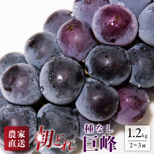 【2026年発送★先行予約】 巨峰 2～3房 約1.2kg ※クール便　154-026-26y | フルーツ 果物 高評価 人気 ランキング おすすめ 甘い 美味しい デザート 数量限定 送料無料 山梨県産 笛吹市 ぶどう 「販売」 KEIPE株式会社