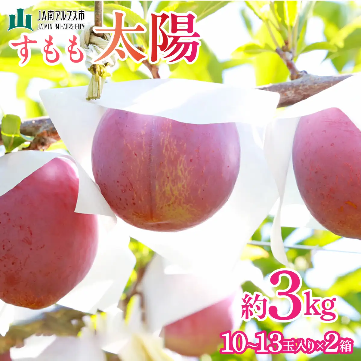 【2027年(令和9年)発送先行予約】来年発送！！すもも「太陽」10～13玉入り×2箱約3ｋｇ ALPAA016