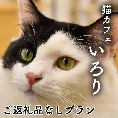 猫 支援寄附 返礼品なし 保護猫支援