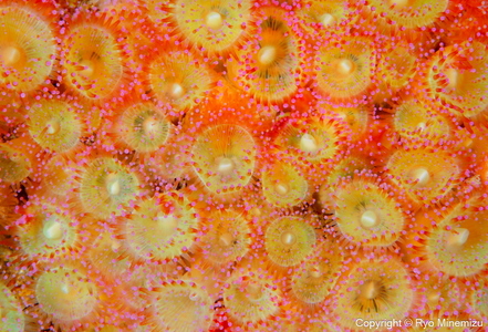 清水町ふるさと大使　海洋生物写真家　峯水亮氏による　作品パネル　Jewel anemone（_MG_2940_A3W）