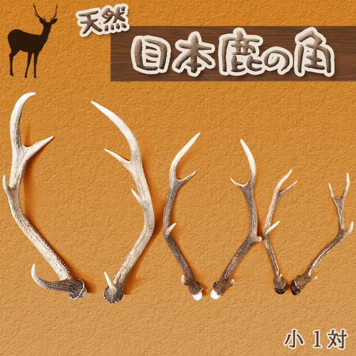 【房総ジビエクラフト】工芸・壁飾り用天然素材『日本鹿の角 一対』小サイズ 35cm以上　[0020-0068]