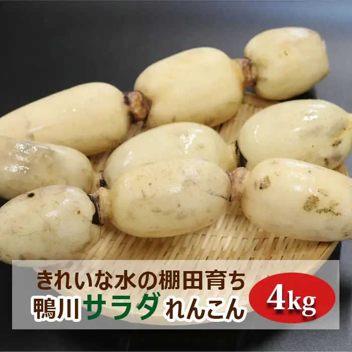 【きれいな水の棚田育ち】シャキっと甘い『鴨川サラダれんこん』 4kg [0014-0028]