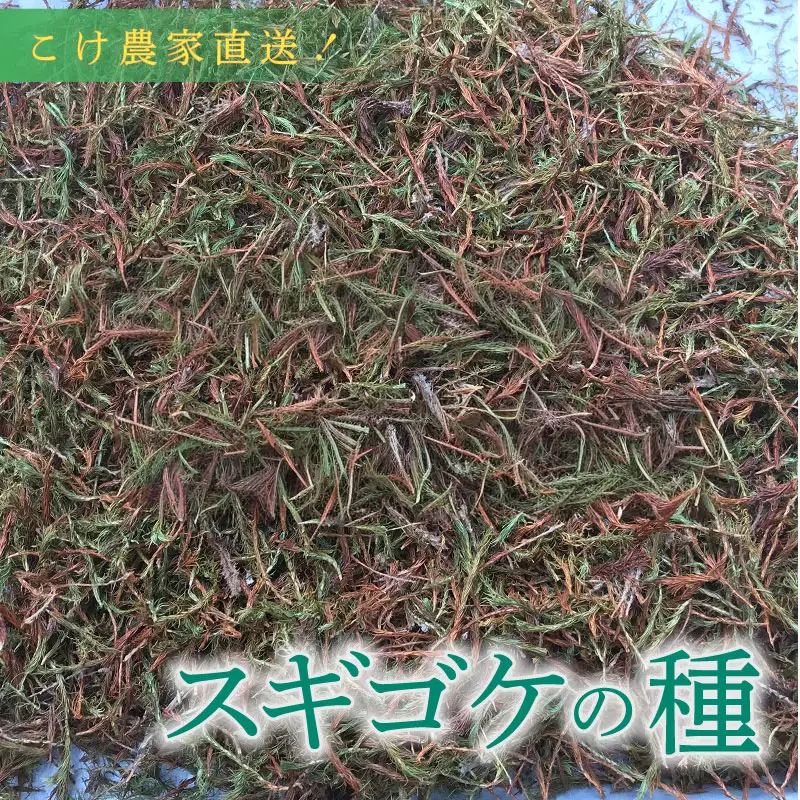 スギゴケ の種10L 【苔テラリウム】 こけ コケ 牧之原市 静岡県