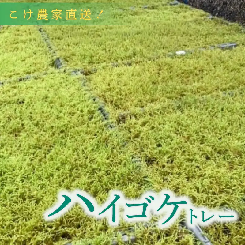 ハイゴケ（育苗トレー入り）2枚 【苔テラリウム】 こけ コケ 牧之原市 静岡県