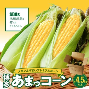 【ふくおかエコ農産物認証】農家直送！SDGs米糠堆肥で作った博多あまっコーン4.5キロ以上（10～15本）【2026年6月より順次出荷】_ふくおかエコ農産物 2026年6月より順次出荷 とうもろこし 博多あまっコーン 約 4.5kg 以上 10本 ? 15本 プレミアムコーン 粒が大きい 食べ応え 美味しい 糖度 野菜 お取り寄せ 福岡県 久留米市 送料無料 〔Gv035〕