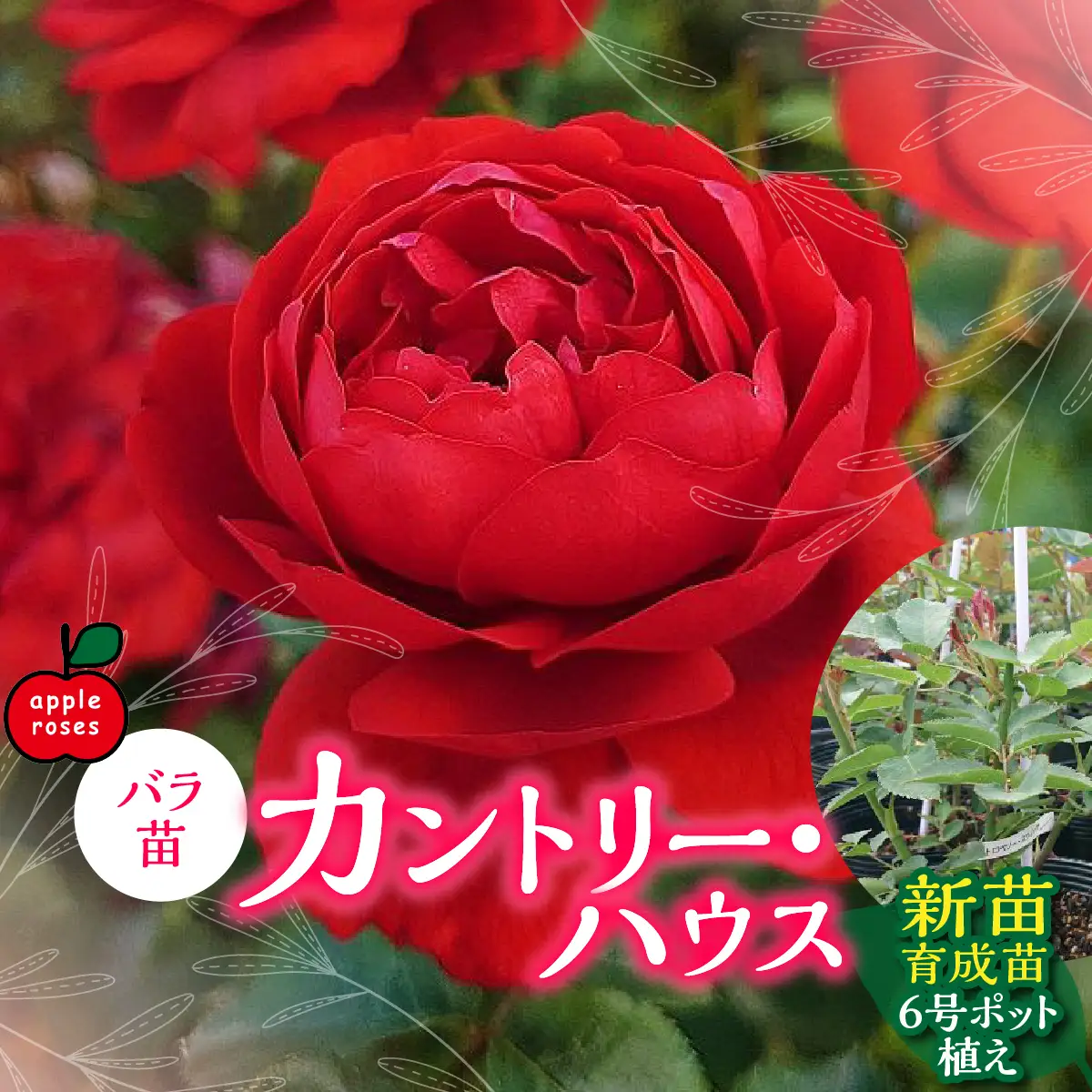 【Apple Roses】バラ苗『カントリー・ハウス』新苗育成苗6号ポット植え  HNNH029