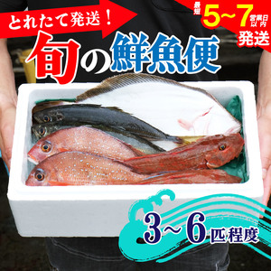 鮮魚便 獲れたて 3～6匹 刺し身 ＼ 刺し身 ／