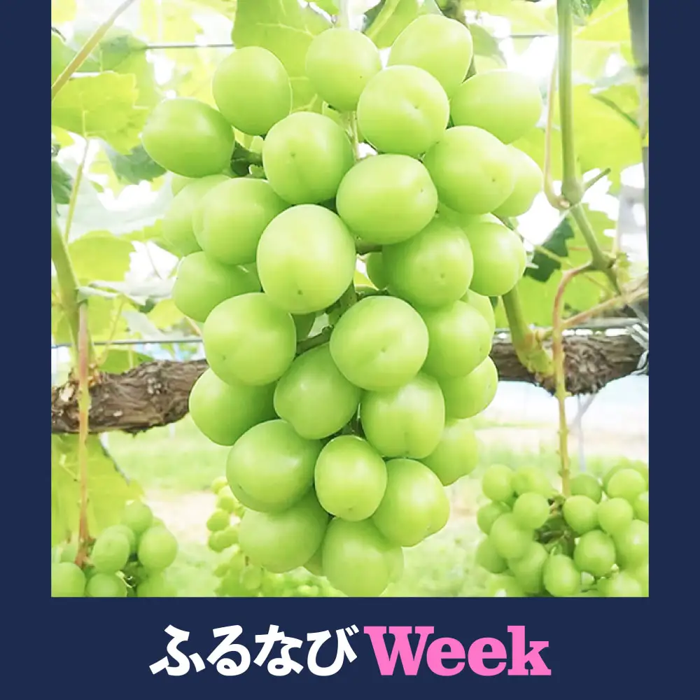 【ふるなびWEEK対象】シャインマスカット 晴王 2房入り（合計約1kg）【2026年9月上旬～11月上旬発送予定】【シャインマスカット 果物 フルーツ 国産 人気 おすすめ 岡山県 倉敷市】