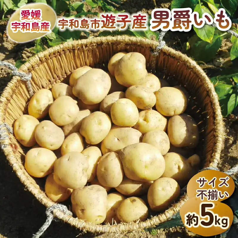 じゃがいも 男爵いも 約 5kg 宇和島市遊子産 NPO法人段畑を守ろう会 じゃがいも F012-051001
