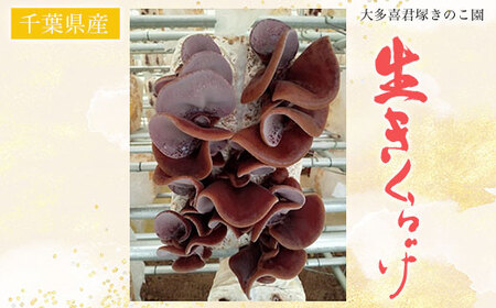 W01202 生きくらげ