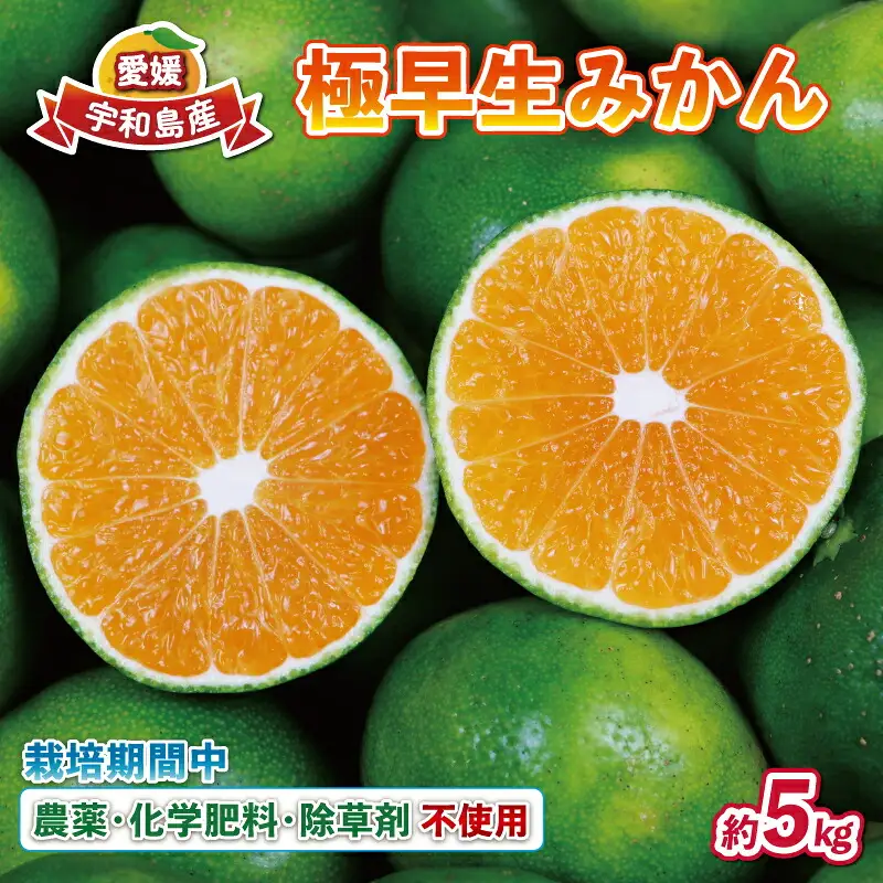 極早生みかん 5kg 先行予約 栽培期間中 農薬 化学肥料 除草剤 不使用 なかい果樹園 極早生みかん B012-144001