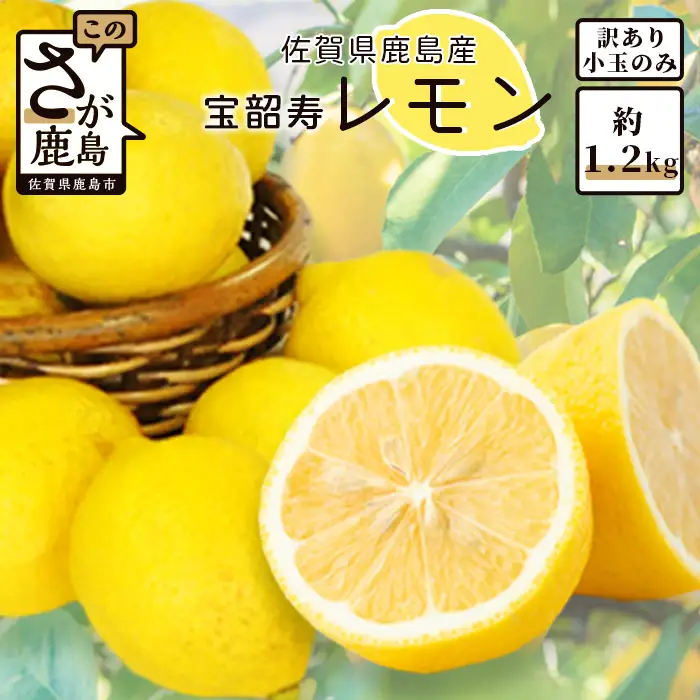＼訳あり＆希少品種！／ 低温蔵出し 宝韶寿レモン 約1.2kg（小玉のみ）｜ノーワックス 国産レモン 皮まで安心 フルーツ 柑橘類 調味用 ドリンク用 お菓子作りにも A-140