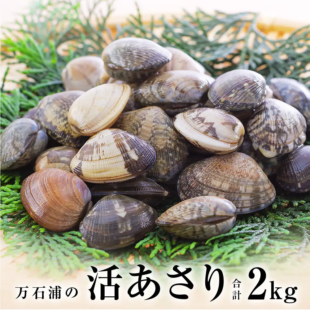 石巻・万石浦の活あさり(2kg) アサリ あさり 天然 貝 プリプリ おかず 味噌汁 砂抜き