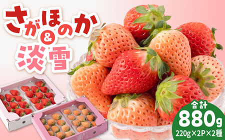 先行予約 2027年1月～発送 赤白いちご食べ比べセット！ /  いちご [IAP028]
