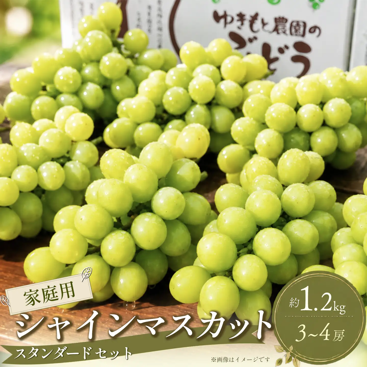 【家庭用スタンダード】シャインマスカット 約1.2㎏（3～4房）シャインマスカット【8月～10月発送】