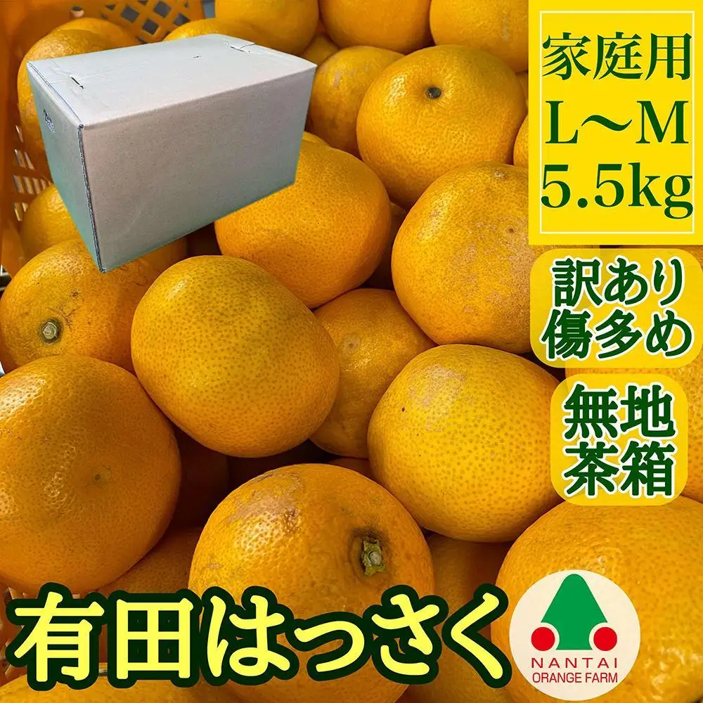 訳あり 傷多め 手詰め 有田 はっさく L または M サイズ 5.5kg 南泰園 みかん