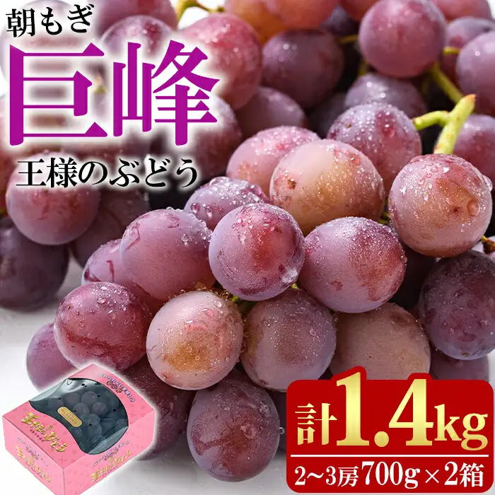 ＜先行予約受付中！2026年8月上旬以降順次発送予定＞王さまのぶどう 朝もぎ 巨峰(計1.4kg・700g×2パック)国産 ぶどう 葡萄 フルーツ 果物 くだもの 果実 セット【100702400】【宮田ファミリーぶどう園】