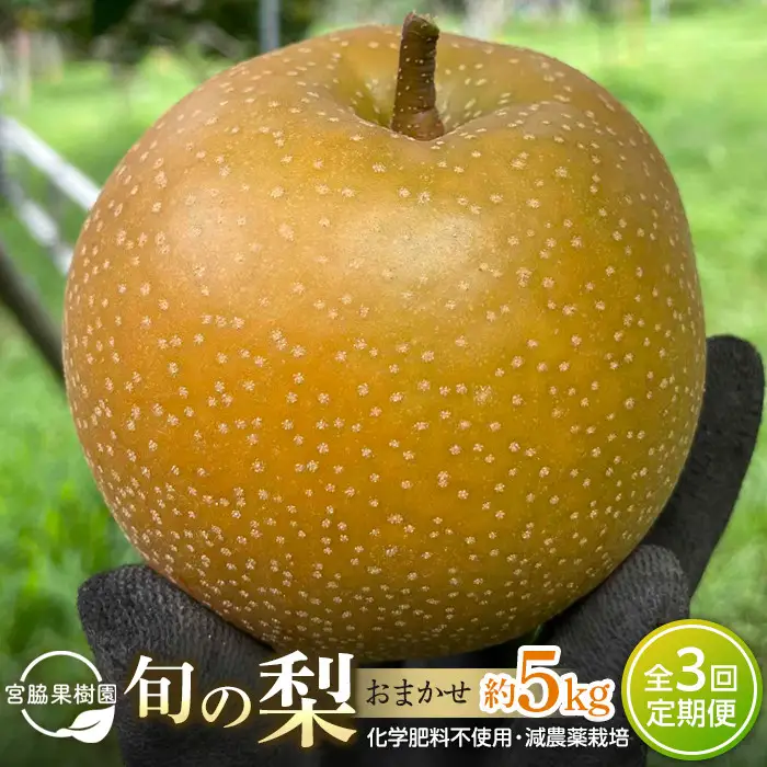 【定期便 全3回／2027年8～10月発送】＜旬の梨おまかせ5kg・6-14玉＞×3回（自家製有機肥料・減農薬・化学肥料無使用）