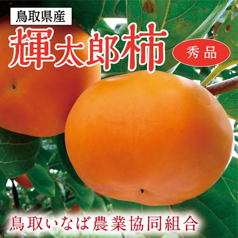 輝太郎柿 3キロ【鳥取いなば農業協同組合】