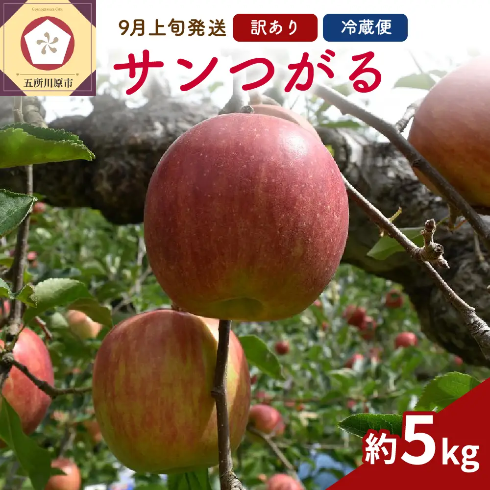  りんご サンつがる約5kg【2026年9月上旬発送】春秋園 青森 訳ありりんご早生