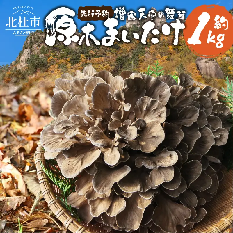 【令和8年産先行予約】 増富天空の舞茸　原木まいたけ　約1kg [h192]