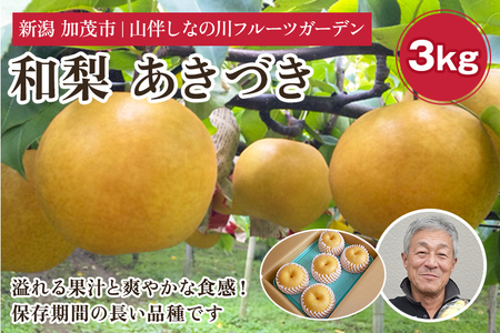 【2026年先行予約】和梨 あきづき 約3kg（約4～7個）《9月下旬～お届け》 山伴しなの川フルーツガーデン 梨 あきづき梨