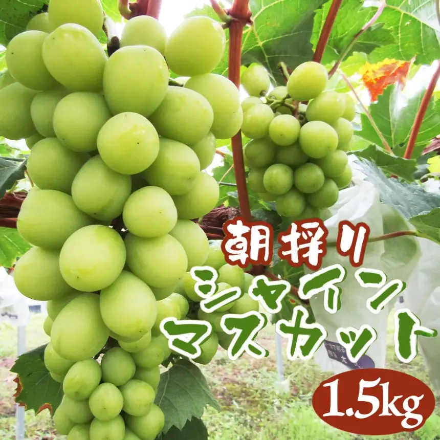 【先行予約】中津市産ぶどう シャインマスカット 約1.5kg | フルーツ 果物 くだもの ぶどう ブドウ 葡萄 マスカット 国産 産地直送 おきだいふぁーむ ぶどう園 大分県 中津市