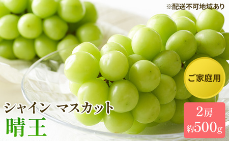 ぶどう 2026年 先行予約 ご家庭用 シャイン マスカット 晴王 約500g×2房 岡山県産 シャインマスカット