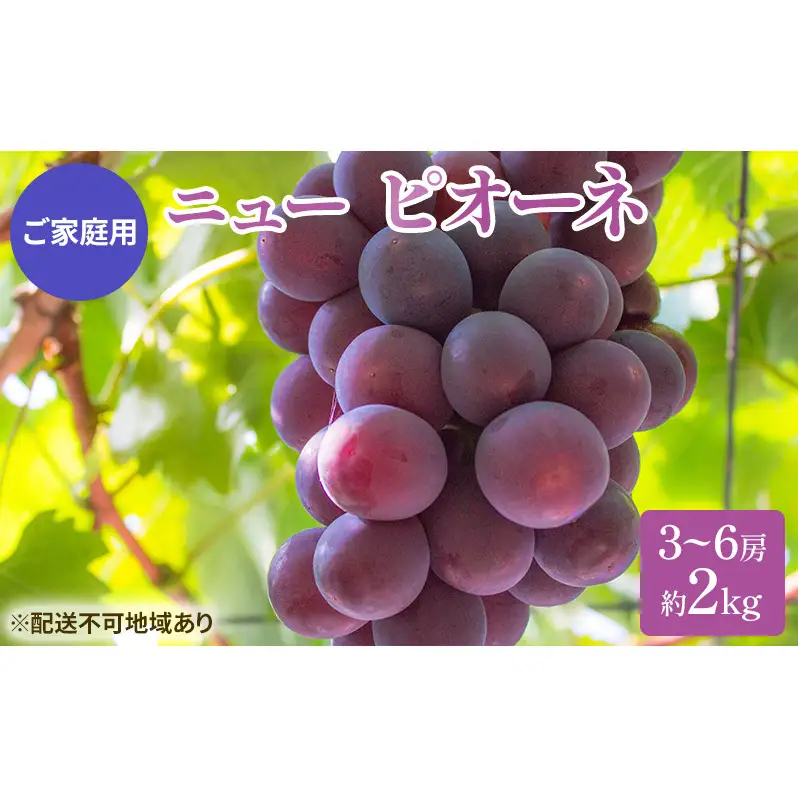 ぶどう 2026年 先行予約 ご家庭用 ニュー ピオーネ 3～6房 約2kg 岡山県産 ピオーネ