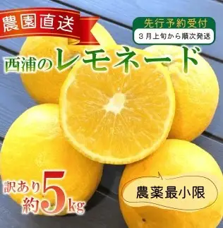 【訳あり】レモネード 5kg 西浦 レモネード レモン 木負観光みかん園