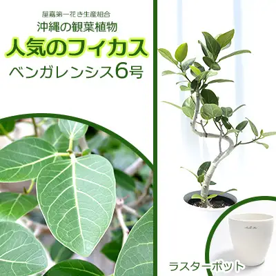 沖縄の観葉植物 フィカス ベンガレンシス6号 ラスターポット 観葉植物