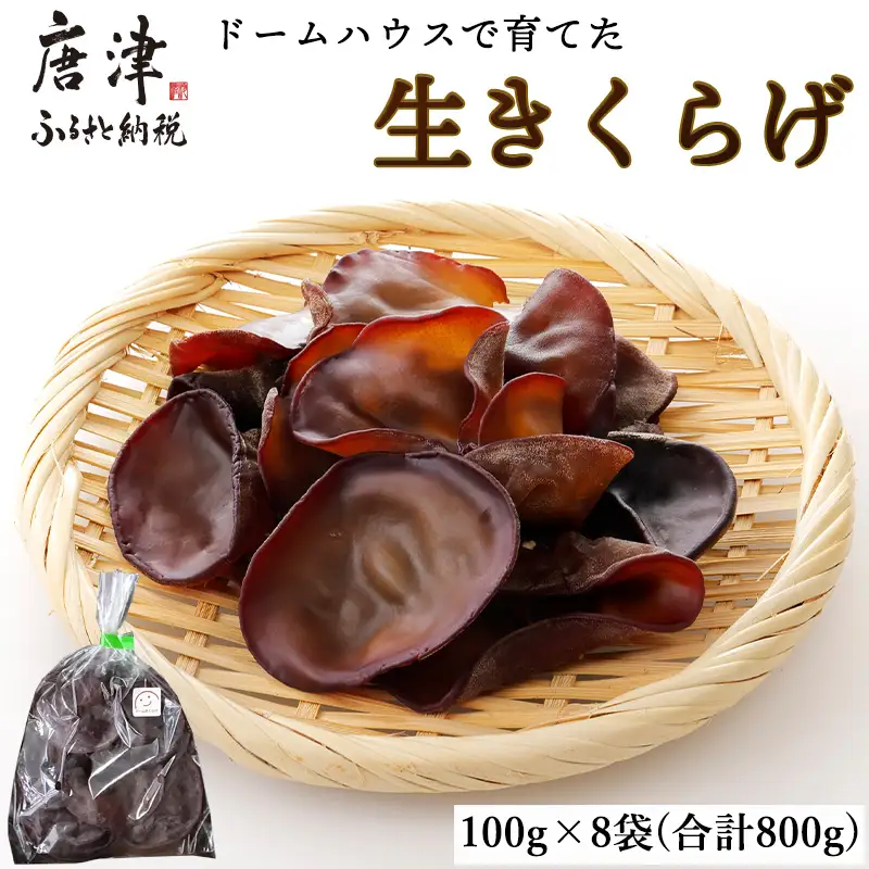 ドームハウスで育てたきくらげ 100g×8袋(合計800g) プリプリ食感 小分け 生きくらげ 木耳 きのこ 料理 調理