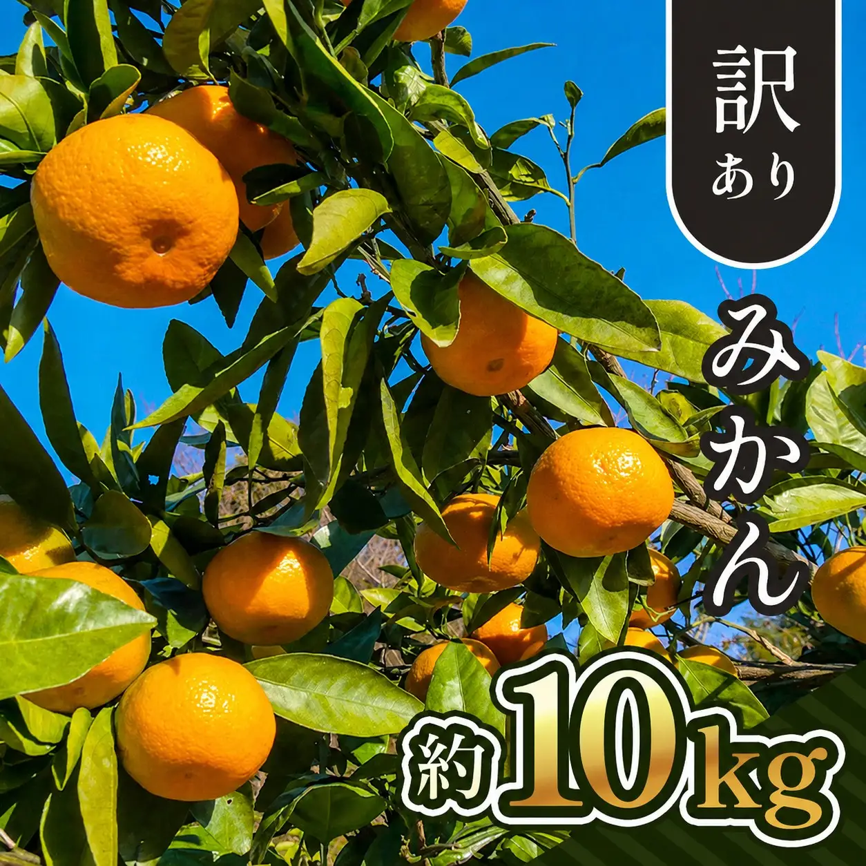 【 先行予約 】 訳あり 熊本県産 温州 みかん 約 10kg