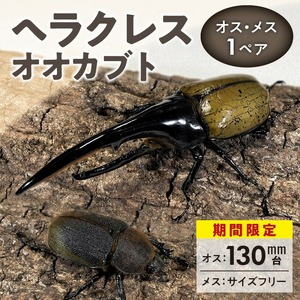 【ヘラクレスオオカブト】オス（130mm台）・メス（サイズフリー） 1ペア_期間限定 ヘラクレスオオカブト カブトムシ オス 130mm台 メス ヘラクレス サイズフリー 1ペア 福岡県 久留米市 虫 昆虫 成虫 生体 累代飼育 養殖 自家製オリジナルマット 産卵 幼虫管理飼育 かぶとむし養殖工房ダイナステスPlus お取り寄せ 送料無料 〔Pb003〕