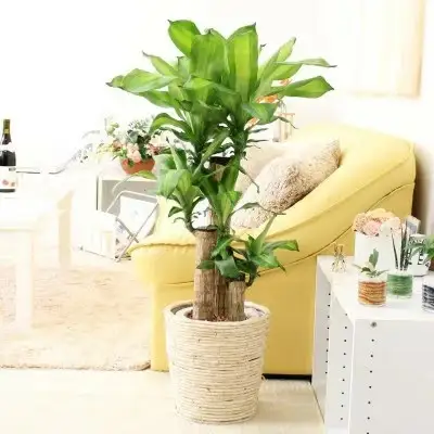 【観葉植物】幸福の木 7号 ホワイトバスケット鉢カバー 高さ：約75cm～90cm内外(鉢底より) 土の表面：ウッドチップ【観葉植物 インテリア 部屋 おしゃれ 福岡県 筑前町 送料無料 AG001】