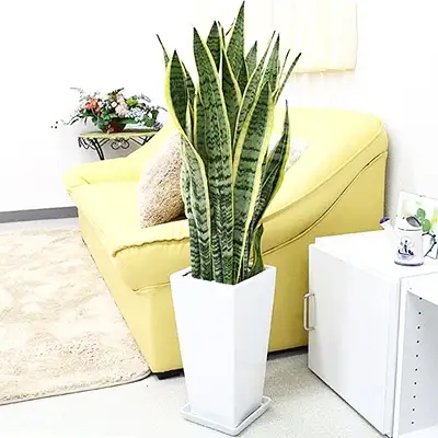 【観葉植物】サンスベリア 7号 ホワイトスクエア陶器鉢SW 高さ：約70cm～1m【観葉植物 インテリア 部屋 おしゃれ 福岡県 筑前町 送料無料 AG002】【価格改定】
