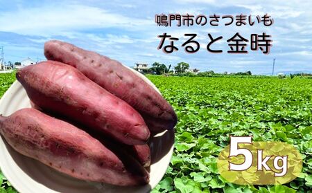 【予約受付中・2026年10月頃より順次発送】本場・徳島県鳴門市産「 なると金時 」約5kg【数量限定】 鳴門金時 ほくほく 甘い 熟成 国産 産地直送 スイーツ おやつ 天ぷら 干し芋 ギフト