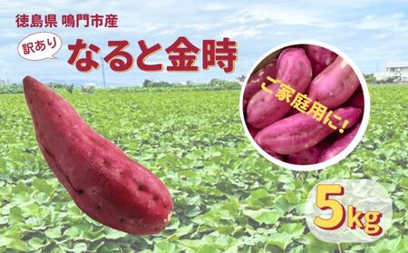 【予約受付中・2026年10月頃より順次発送】鳴門市産 ご家庭用（訳あり） なると金時  約5kg 【数量限定】 さつまいも 鳴門金時 ほくほく 甘い  国産 産地直送 スイーツ おやつ 天ぷら 干し芋 ギフト さつまいも