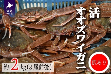 訳あり 活オオズワイガニ約2kg(8尾前後入)[02-1301]