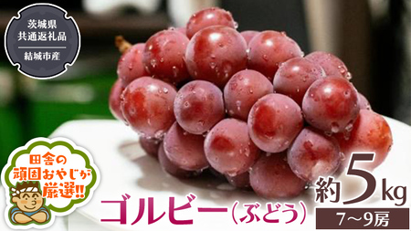 ゴルビー （ ぶどう ） 約5キロ（7～9房）【2026年9月から発送開始】 （茨城県共通返礼品 [ぶどう]：結城市産） 