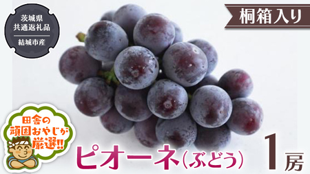 【 桐箱入り 】ピオーネ（ ぶどう ） 1房 【2026年8月から発送開始】（茨城県共通返礼品 [ぶどう]：結城市産）