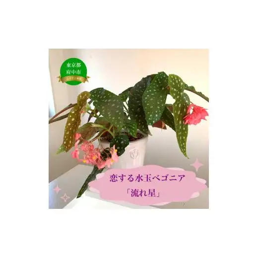 花郷園オリジナル　恋する水玉ベゴニア「流れ星」【花・フラワー・インテリア・屋内・屋外・ギフト・鉢植え・園芸・初心者】